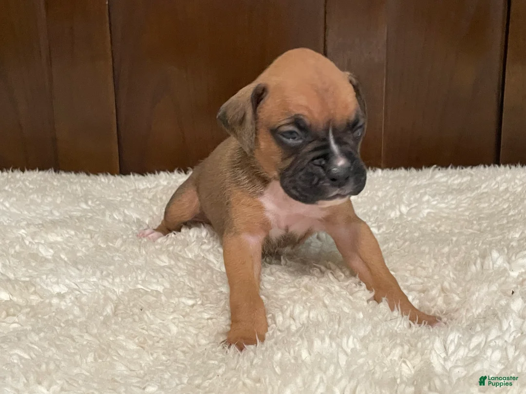 Boxer dogs for sale: Moxy - Ad 1