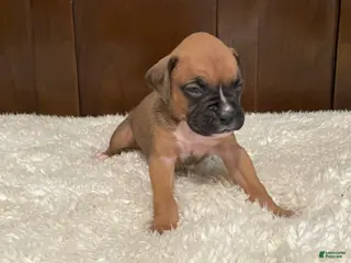 Boxer dogs Moxy - Ad 8