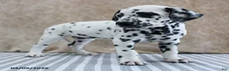 Dalmatian dogs for sale: Honor - Ad 5