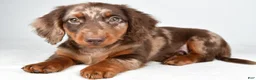 Dachshund dogs for sale: Max - Ad 5