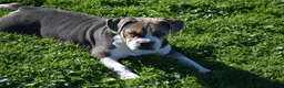 Beabull dogs for sale: Everret - Ad 3