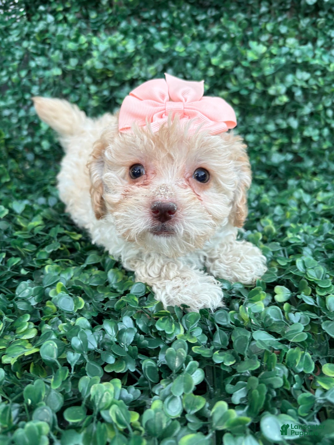 Toy Poodle dogs for sale: Lisa - Ad 1