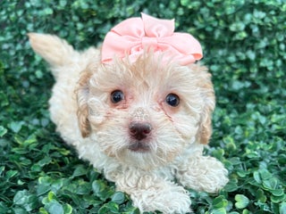 Toy Poodle dogs Lisa - Ad 34