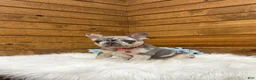 French Bulldog dogs for sale: Jace - Ad 4
