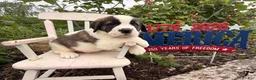 Saint Bernard dogs for sale: Boxer - Ad 2