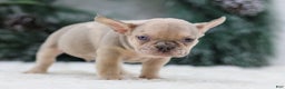 French Bulldog dogs for sale: Fargo - Ad 6
