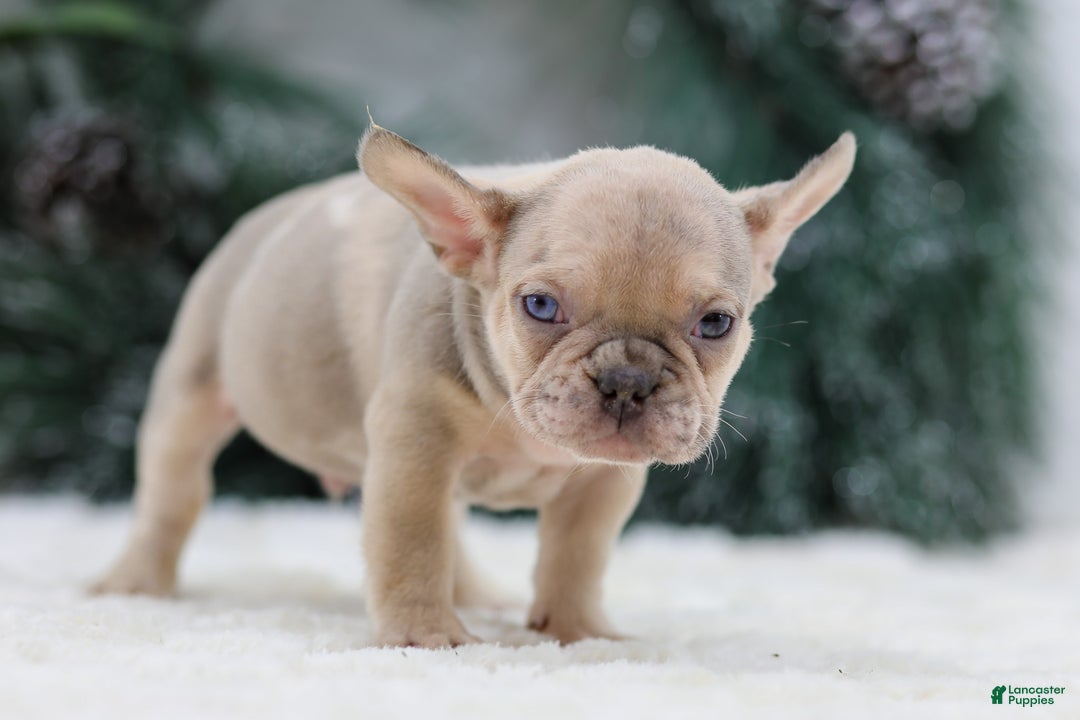French Bulldog dogs for sale: Fargo - Ad 6
