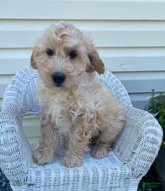 Mini Goldendoodle dogs Lenny - Ad 2