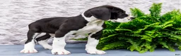 Great Dane dogs for sale: Kim - Ad 5