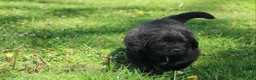 Newfoundland dogs for sale: Hugo - Ad 3