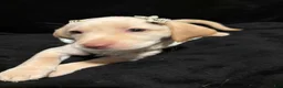 Labrador Retriever dogs for sale: Snow White  - Ad 5