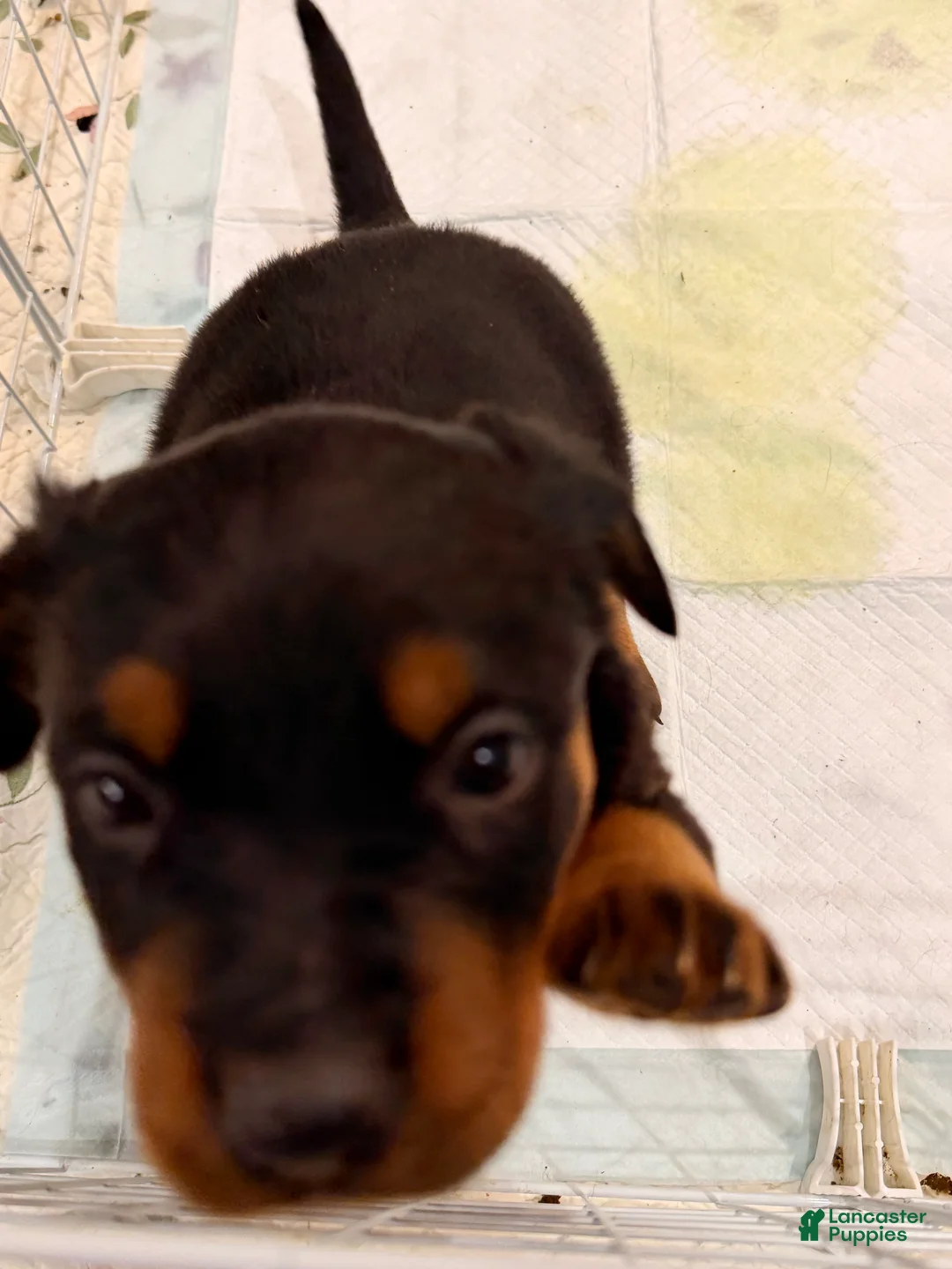 Rottweiler dogs for sale: Rottweiler Puppy 1 - Ad 2