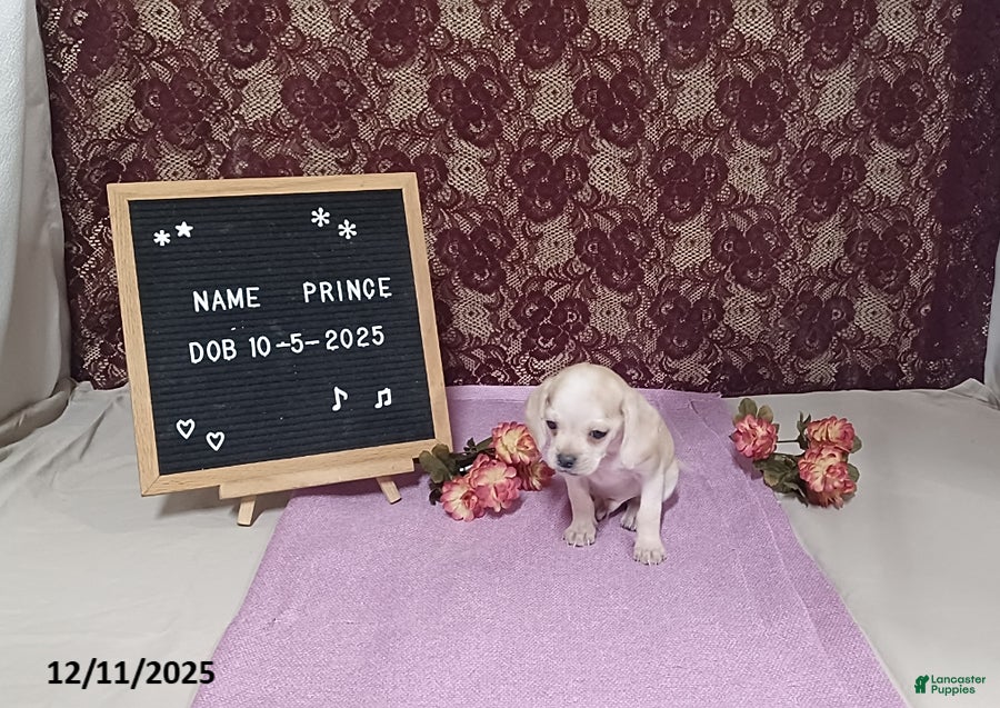 Puggle dogs Prince - Ad 8