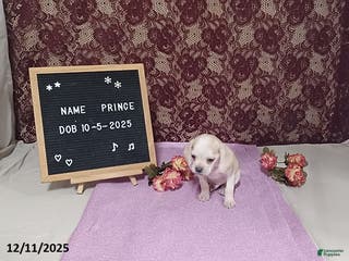 Puggle dogs Prince - Ad 8