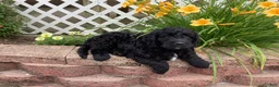 Mini Goldendoodle dogs for sale: Freddie - Ad 3