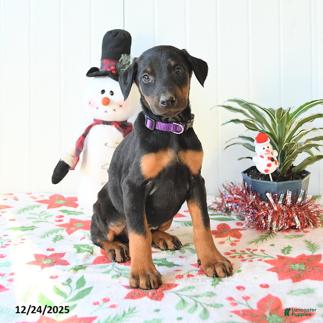 Doberman Pinscher dogs for sale: Bluebell - Ad 1