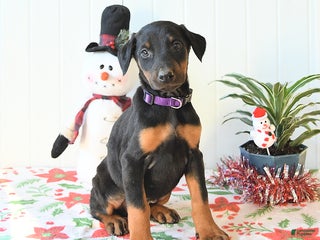Doberman Pinscher dogs Bluebell - Ad 28
