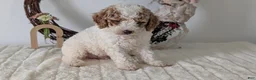 Miniature Poodle dogs for sale: Saint - Ad 4