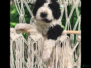 Bernedoodle dogs - Ad 38