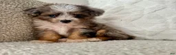 Mini Aussiedoodle dogs for sale: Kenny - Ad 3