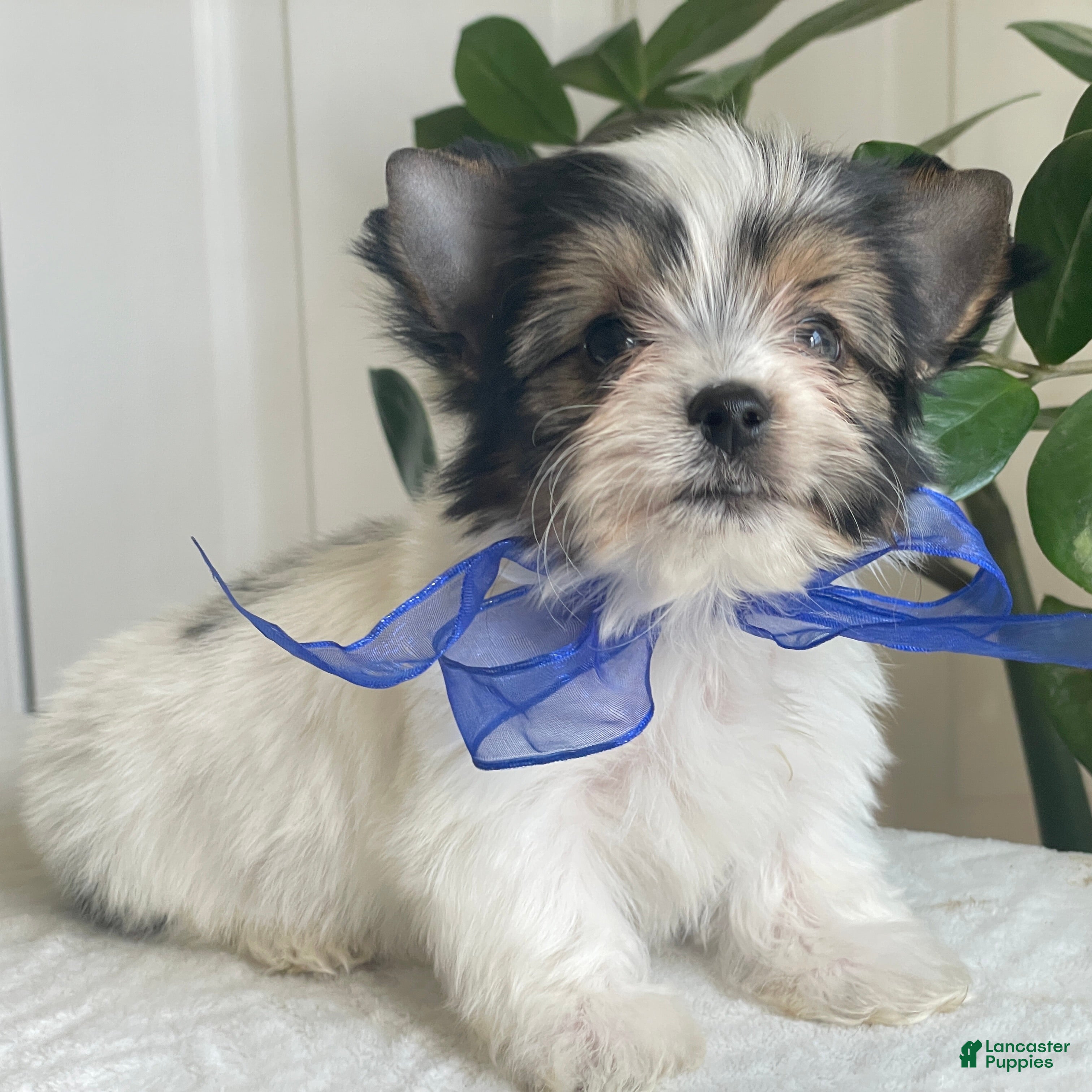 Biewer Terrier dogs Zeus - Ad 2