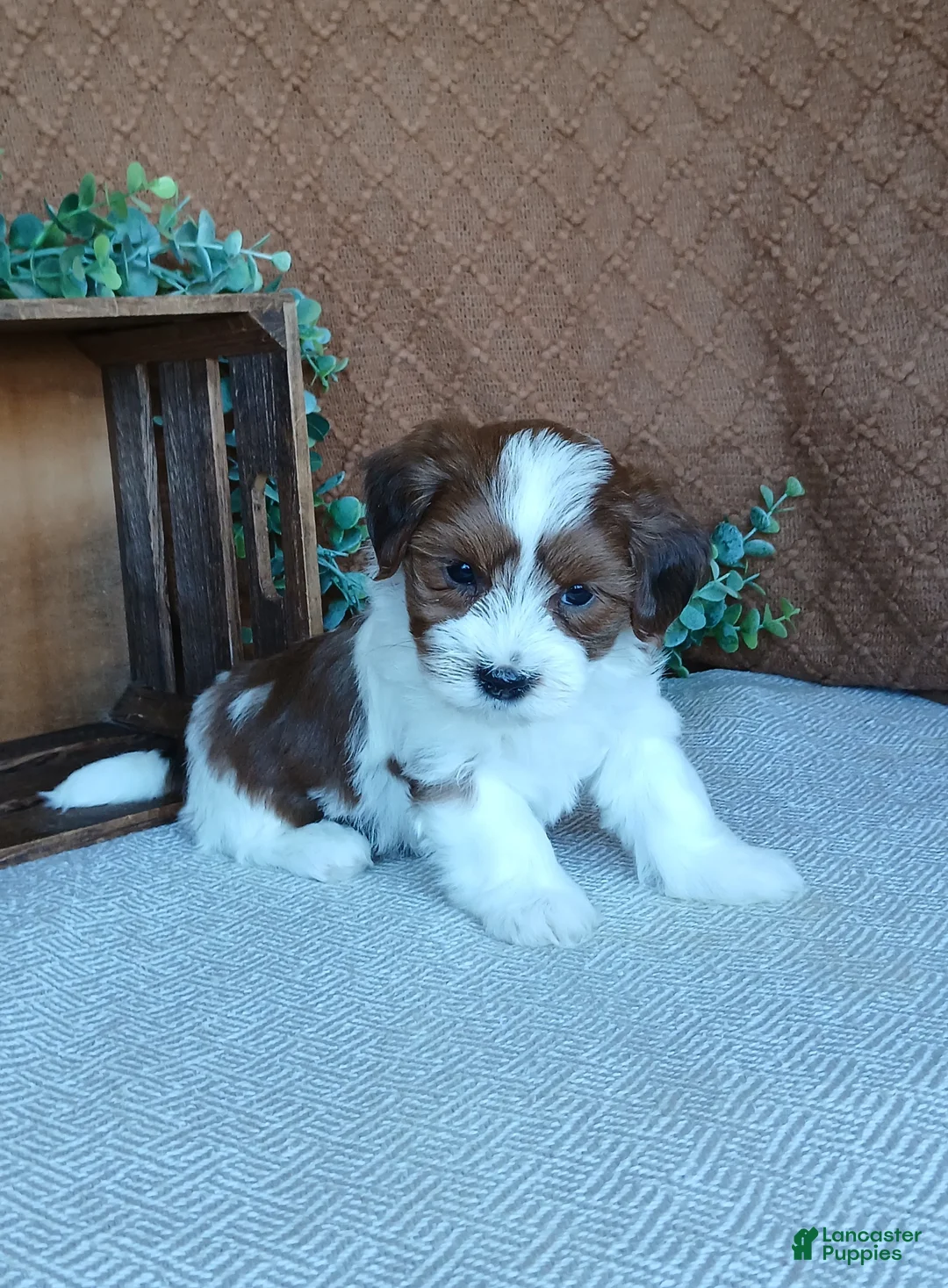 Havanese dogs for sale: Kenya - Ad 4