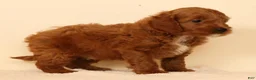 Mini Goldendoodle dogs for sale: Miles - Ad 9