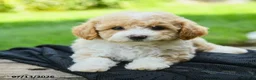 Bichpoo dogs for sale: Henley - Ad 3