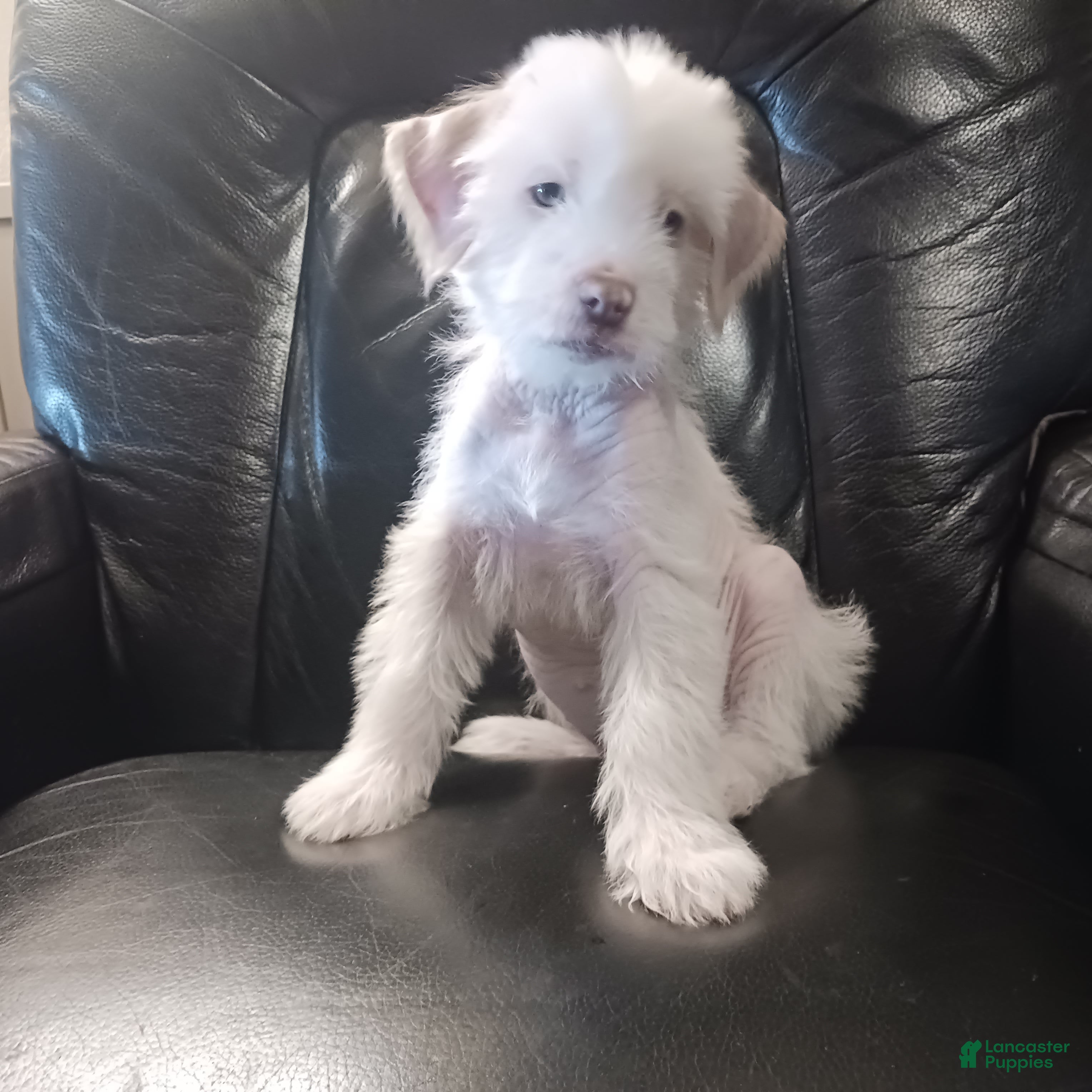 Chinese Crested dogs Zara - Ad 1
