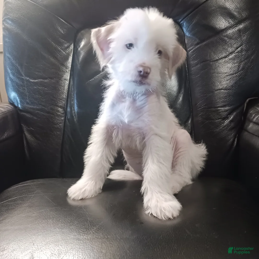 Chinese Crested dogs for sale: Zara - Ad 1