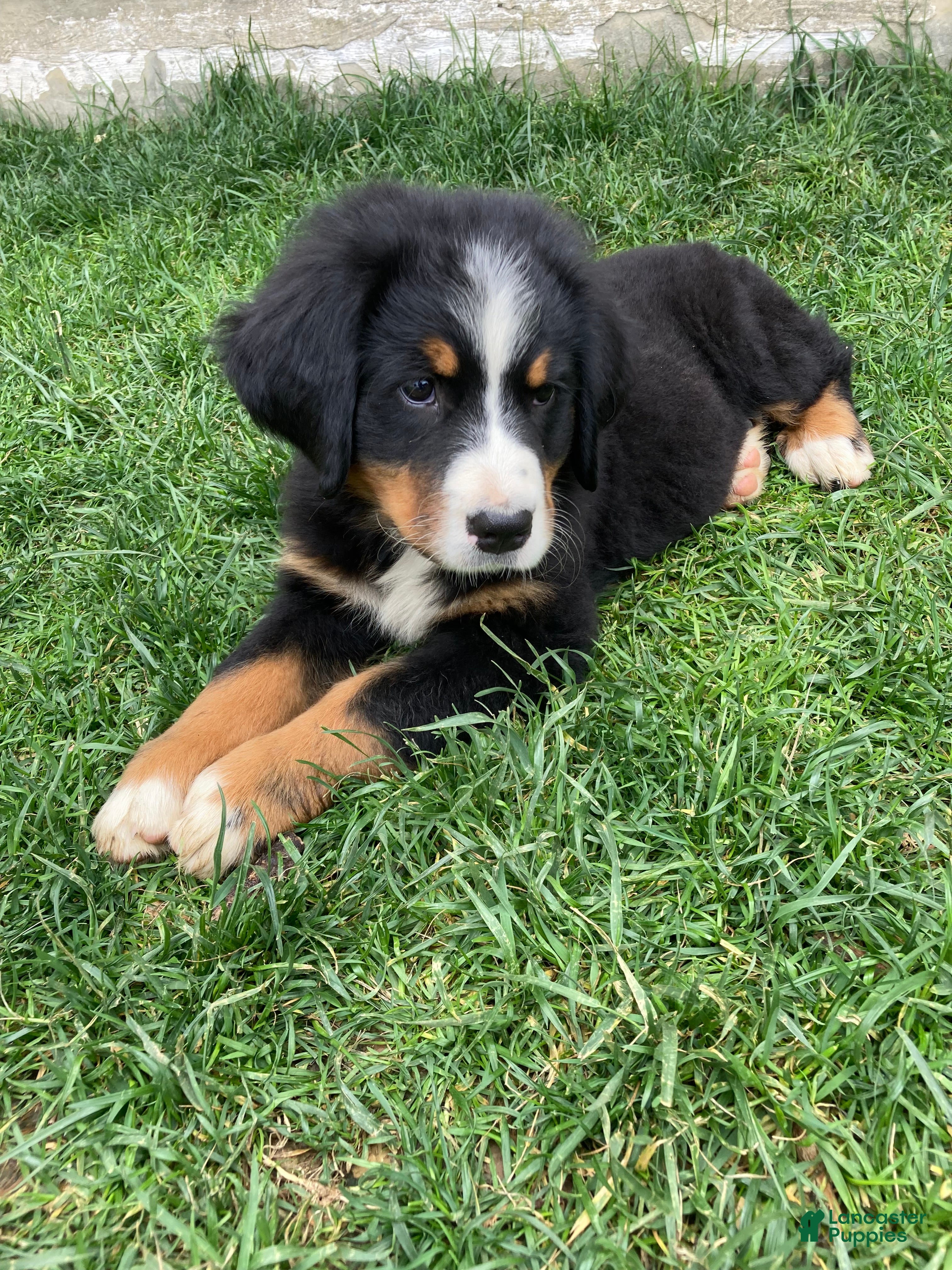 Bernese Mountain Dog dogs Aurora - Ad 2