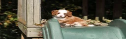 Cavapoo dogs for sale: Beckham - Ad 7
