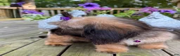 Mixed Breed dogs for sale: Hazel - Ad 4