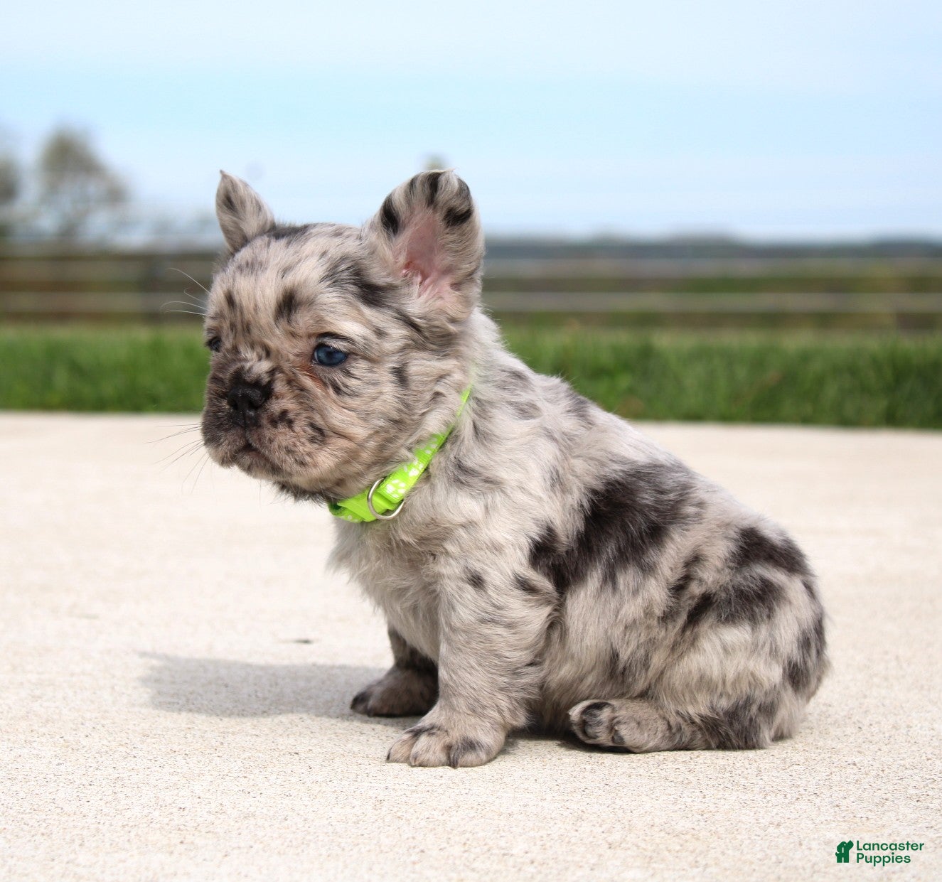 French Bulldog dogs Mitch - Ad 2