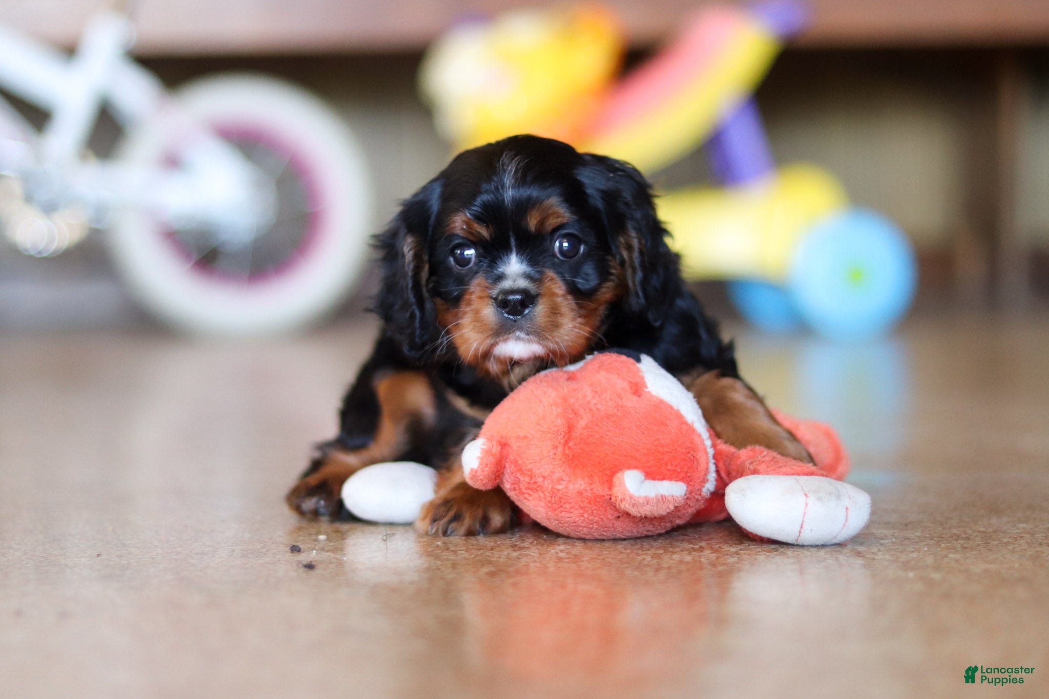 Cavalier King Charles Spaniel dogs for sale: Brock - Ad 3