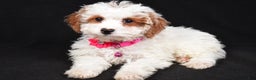 Cavapoo dogs for sale: Sabrina - Ad 9