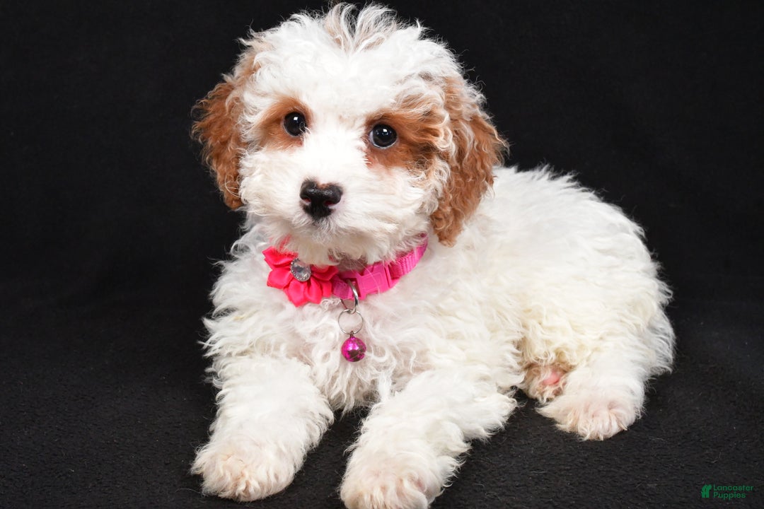 Cavapoo dogs for sale: Sabrina - Ad 9