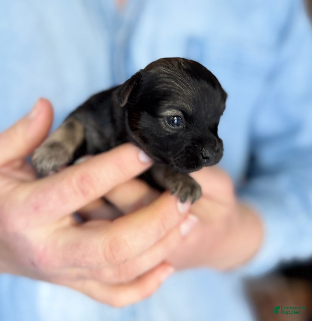 Chihuahua dogs for sale: Blackwood  - Ad 3