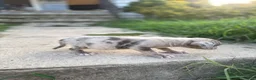 American Bully dogs for sale: Winter - Ad 14