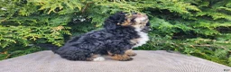 Mini Bernedoodle dogs for sale: Karly - Ad 15
