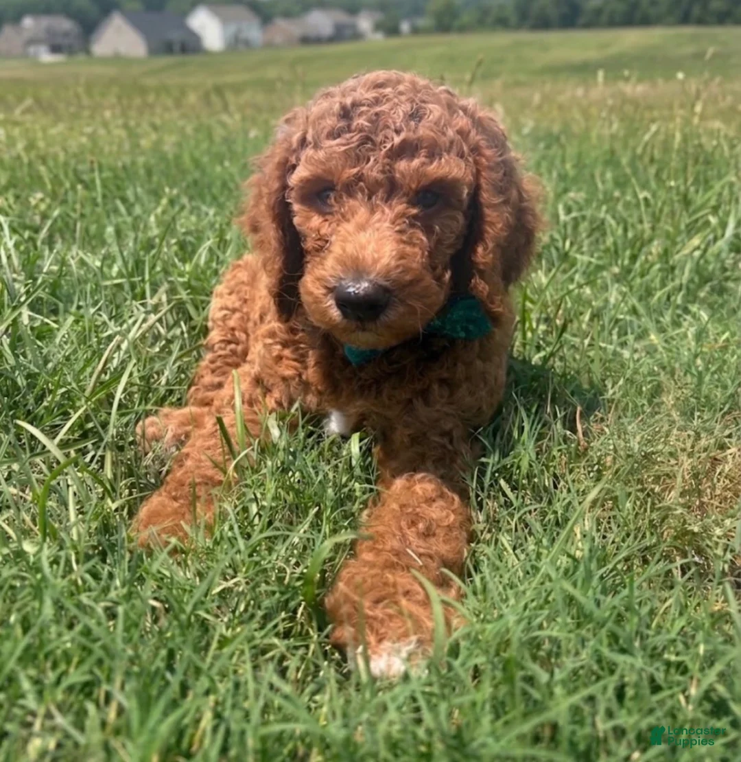 Goldendoodle dogs for sale: Brunson  - Ad 2
