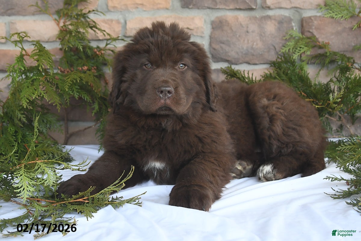Newfoundland dogs Natalie - Ad 2
