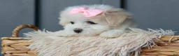 Maltese dogs for sale: OLENNA - Ad 17