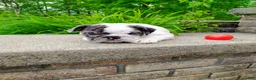 English Bulldog dogs for sale: Aspen  - Ad 5