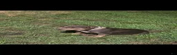 American Bully dogs for sale: American Bully 9 - Ad 2