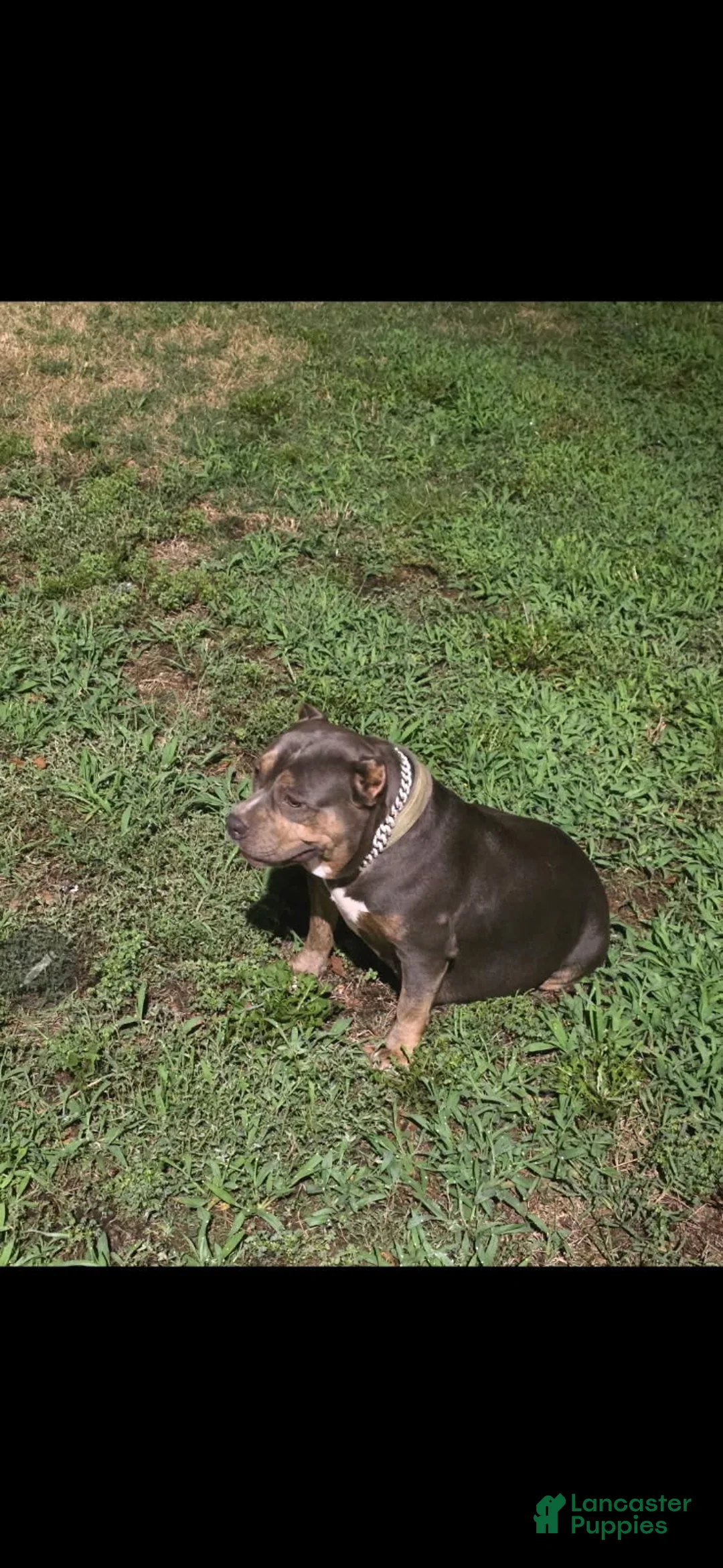 American Bully dogs for sale: American Bully 9 - Ad 2