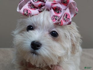 Maltipoo dogs - Ad 9