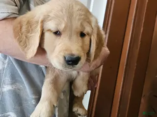 Golden Retriever dogs Teddy - Ad 26