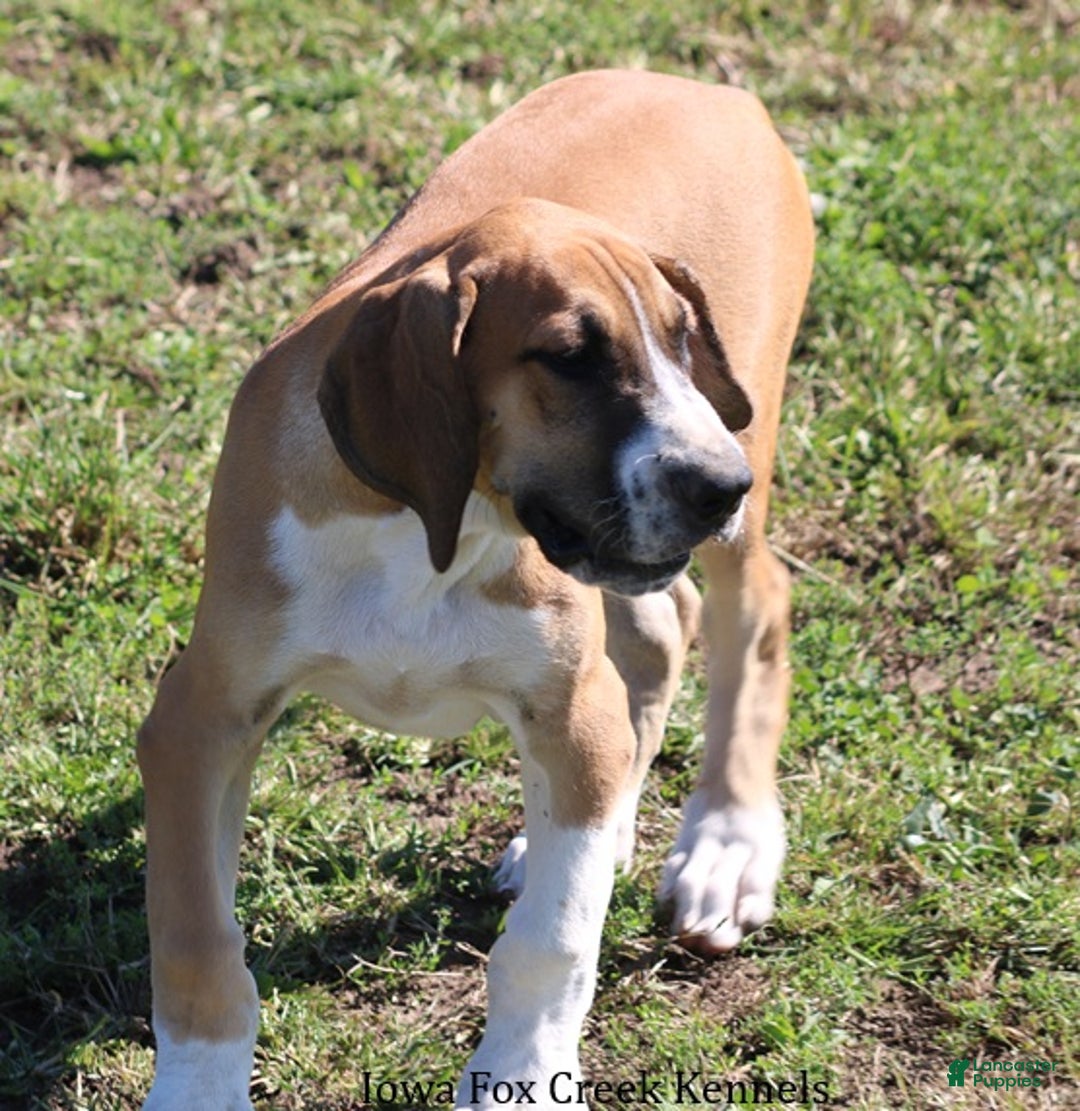 Great Dane dogs for sale: Great Dane Puppy 4 - Ad 2