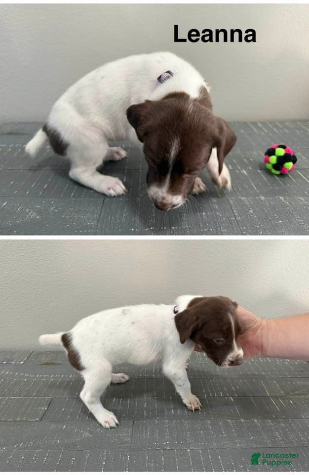 German Shorthaired Pointer dogs for sale: Leanna - Ad 3
